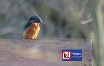 Kingfisher the fisherman by Lies Bakker