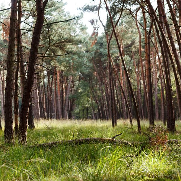 Green carpet with hurdle by Paul Oosterlaak