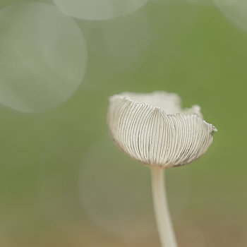 Silent Whisper – macro photo of a hare’s foot inkcap