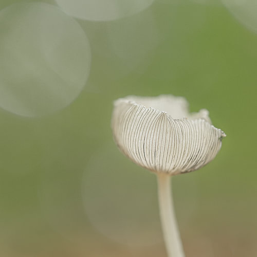 Murmure silencieux - macro le coprin pied-de-lièvre