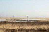 Paysage minimaliste dans la brume