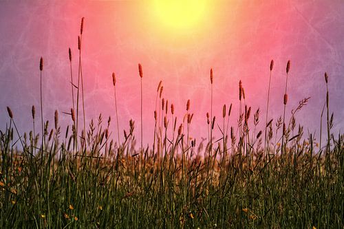 Sungrasses