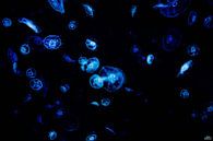 Neon jellyfish by Studio Artwa thumbnail