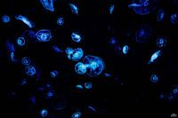 Neon jellyfish
