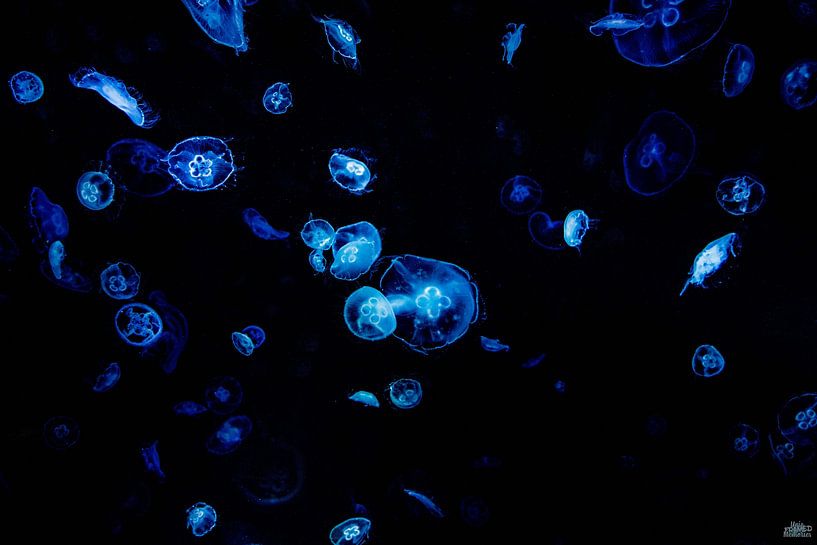 Neon jellyfish by Studio Artwa