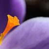 Paarse krokus abstracte bloem macro van Imladris Images