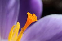 Paarse krokus abstracte bloem macro