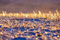 Goldenes Eis