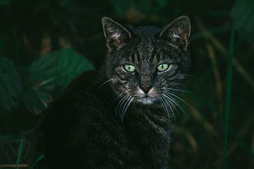Kat met groene ogen van Romy de Waal