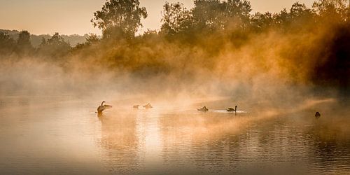 Watervogels in de mist en ochtendzon