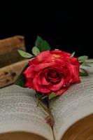 Red rose and bible
