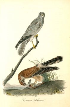Common Harrier., Audubon, John James, 1785-1851
