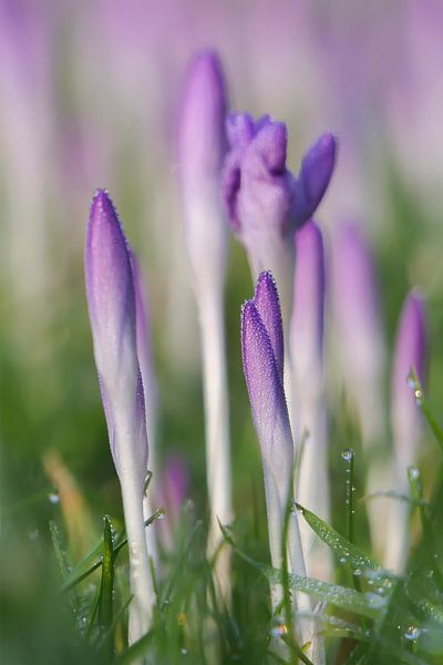 Crocus par Ton Wever