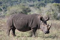 Neushoorn by Jeroen Meeuwsen thumbnail