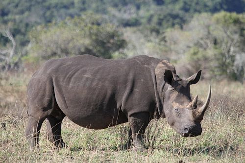 Neushoorn