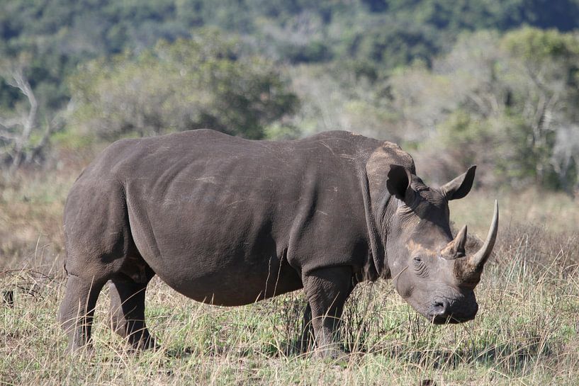 Neushoorn von Jeroen Meeuwsen