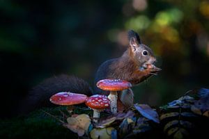 Eichhörnchen in einem Herbstwald mit Pilzen und Blättern.