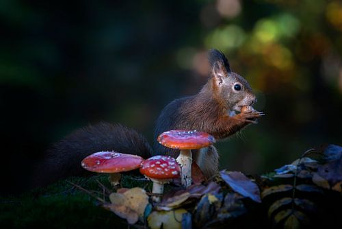 Eekhoorn in een herfstbos met paddenstoelen en bladeren.