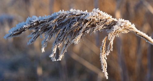 IJskristallen op Riethalm 