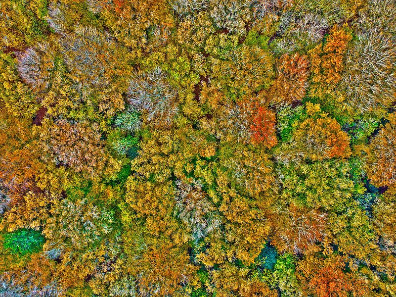 Top shot of trees in a forest in autumn in the Netherlands by Eye on You