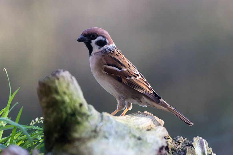 Tree Sparrow by Rolf Pötsch