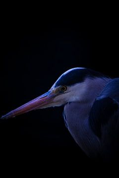 Blauwe Reiger