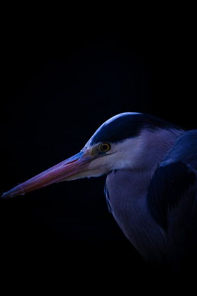 Blauwe Reiger van Christoph Rutenkolk Gallery