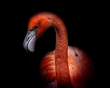 Flamingo portret van Bild.Konserve