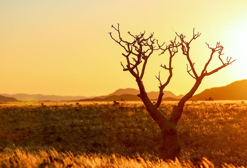 Sonnenuntergang in der Namib von Britta Kärcher