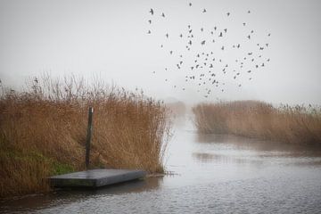 Mist langs de Bergervaart van peterheinspictures