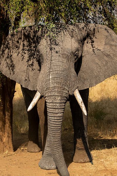 In the rhythm of the savannah - The herd moves by by Rick Massar