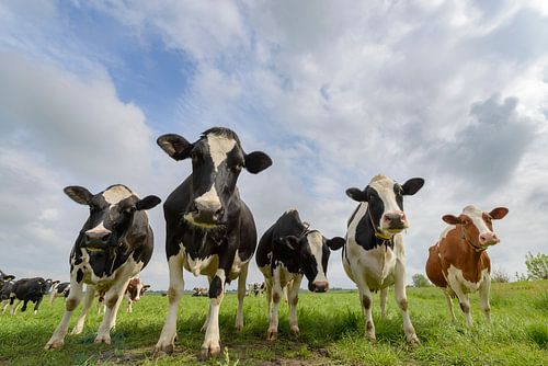 Koeien in de wei in het voorjaar