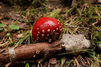 Rouge à points blancs