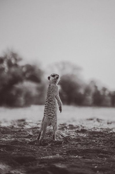 Erdmännchen in der Kalahari von Namibia, Afrika von Patrick Groß