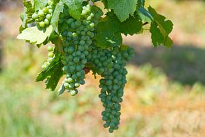 Junger Wein