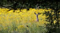 Hinde op de Veluwe