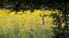 Hinde op de Veluwe von Roy Zonnenberg