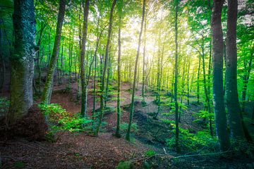 Betoverd bos zonlicht, Acquerino Natuurreservaat in de herfst van Stefano Orazzini
