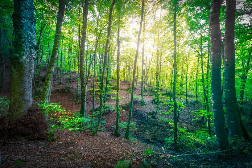 Sonnenlicht im Zauberwald, Naturpark Acquerino im Herbst von Stefano Orazzini