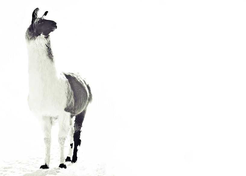 Lama duveteux par Monika Strigel