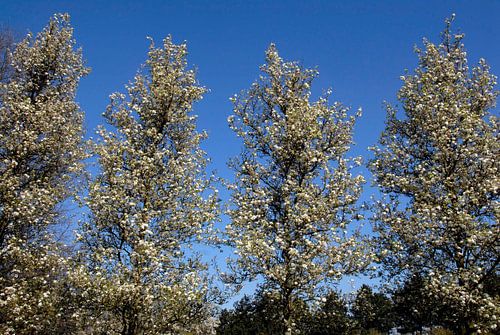 4 trees in a row with white blossom