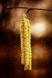 Surrealistische Natur in der Veluwe von Liberty Biesma