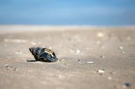 les coquillages sur la plage par Karijn | Fine art Natuur en Reis Fotografie Aperçu