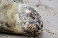 Jonge zeehond op het strand