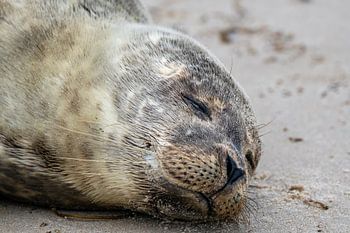 Young seal on the beach