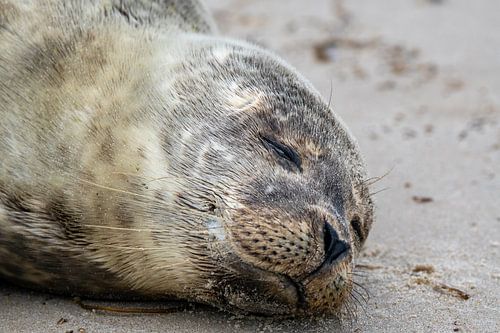 Junge Robbe am Strand