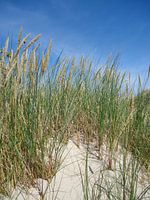 Helmgras in de duinen