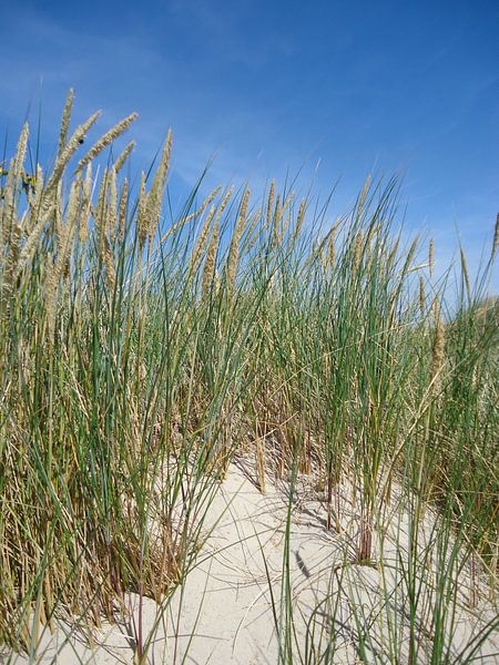 Helmgras in de duinen von Mariska van Essen