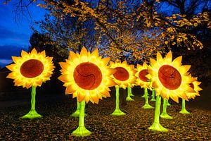 Illuminated sunflowers