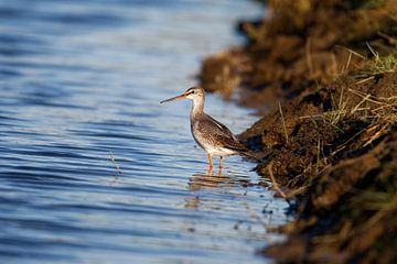 Dunkler Wasserläufer von Ostfriesenfotografie